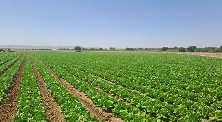 Campo de lechugas en una finca de Kernel Export en Murcia