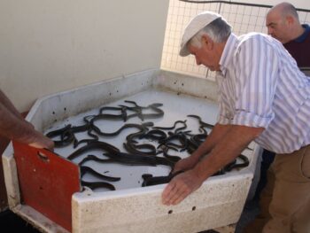 Pescadores manipulando anguilas en un recipiente en el Mar Menor