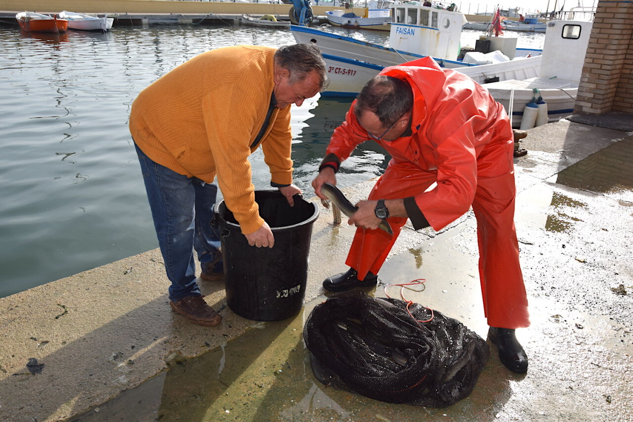 Dos pescadores en el Mar Menor manejando anguilas en un muelle