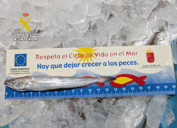 Merluza inmadura en una regla sobre hielo con mensaje de conservación