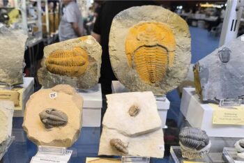 Exposición de fósiles en la Feria de Minerales y Fósiles de La Unión