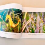 Imagen de un libro sobre la biodiversidad del Mar Menor con caballitos de mar