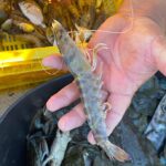 Langostino del Mar Menor en la mano de un pescador