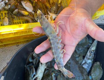 Langostino del Mar Menor en la mano de un pescador