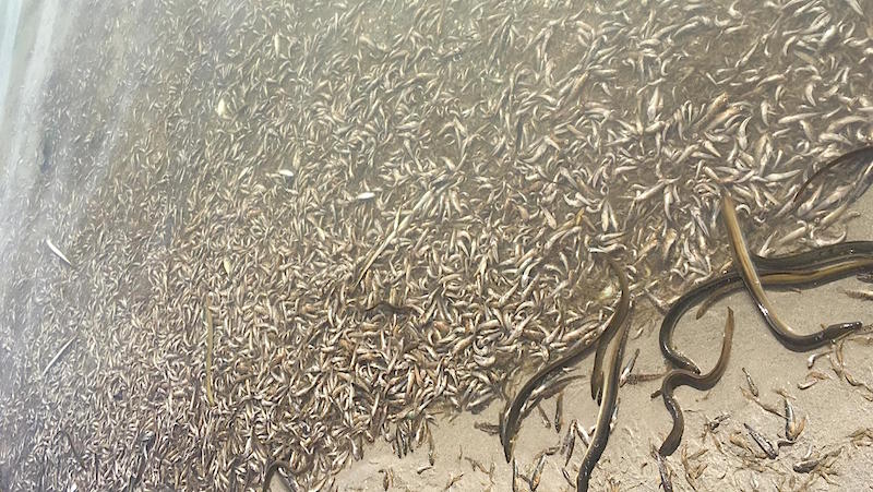 Peces muertos en la orilla del Mar Menor, evidencia de contaminación