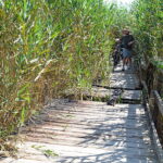Pasarela de madera en el carrizal de La Hita después del incendio