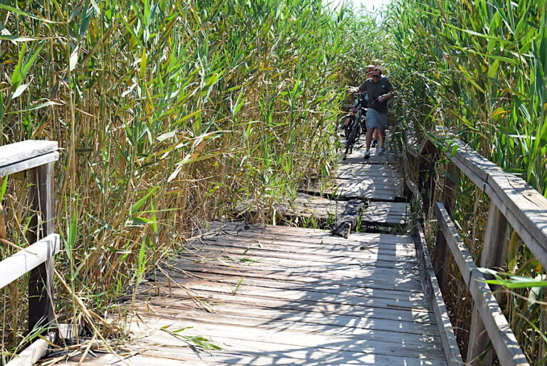 Pasarela de madera en el carrizal de La Hita después del incendio