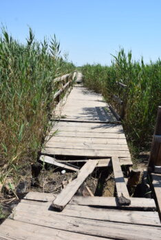 Pasarela de madera dañada en el humedal de La Hita