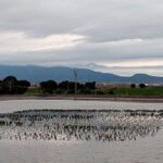 Vista de una balsa de riego en el Campo de Cartagena con vegetación flotante.