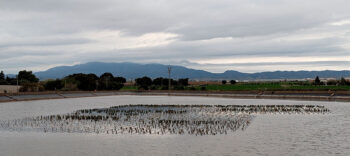 Vista de una balsa de riego en el Campo de Cartagena con vegetación flotante.