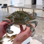 Cangrejo azul sostenido por manos en un entorno de laboratorio