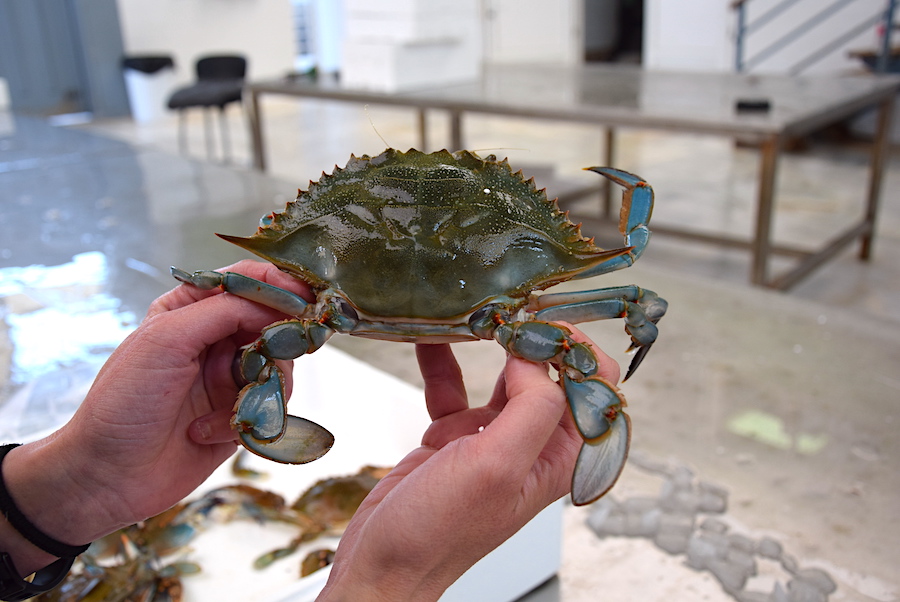 Cangrejo azul sostenido por manos en un entorno de laboratorio