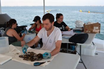 Investigadores evaluando la salud de ostras planas en el Mar Menor